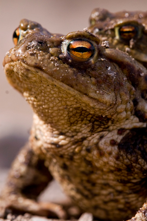 Amphibian & reptile fencing | UK | Wildlife fences | Pond and lake