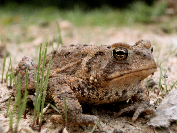 Otter-proof fences | Wildlife/aquatic fencing | Equestrian fence ...