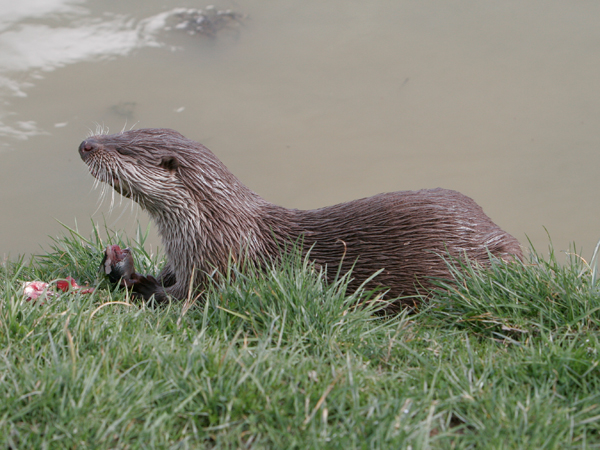 We specialise in otter fencing.